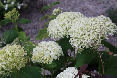 Anabelle hortensia