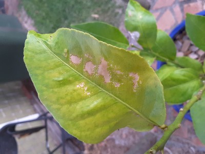 Mature leaf damage