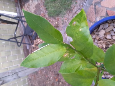 Mature leaf damage 2