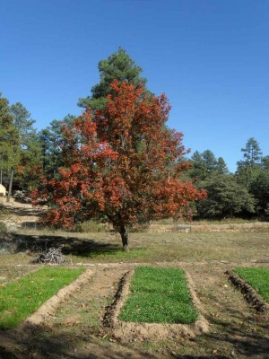 fall color pear.JPG