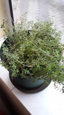 Lemon Thyme