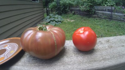 1 pound 4 OZ cherokee purple I grew last year.<br />1 slice covered a whole piece of bread