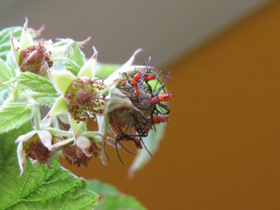 Unknown red and dark blue bugs on raspberry plant.