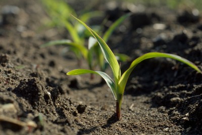 corn-seedling-shot.jpg