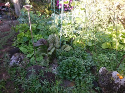 This is my garden on 3/5/16.  I have garlic, round onions, broccoli, 1 brussels sprouts, kale (1) cucumber on trellis (7- multiple plants on two trellis).  cherry tomato (sprawling volunteer), beets, cutting celery, rakkyo, komatsuna, tatsoi, won bok,  I have kai choy growing as a weed but it is already too big to eat.