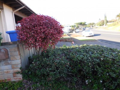 The e. cotonifolia (red ball), can be pruned severely and comes back in 6 weeks.  While the Indian Hawthorn hedge below it is over 30 years old and gets pruned maybe twice a year and I take off only an inch or two.  I had to cut out a lower branch that was growing out toward the driveway.  And three years later, the hole is still filling in.