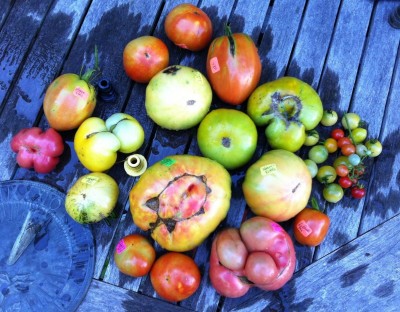 1 Lb. 7 oz mystery tomato mis-labeled Dwarf Emerald Giant -- Grandma Viney's Yellow and Pink?