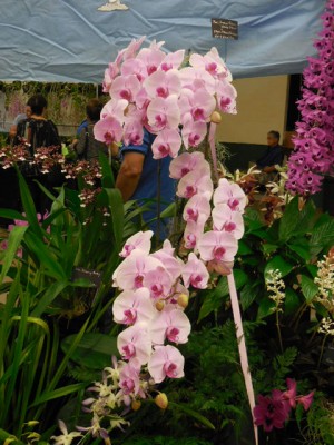 Pink Phalaenopsis