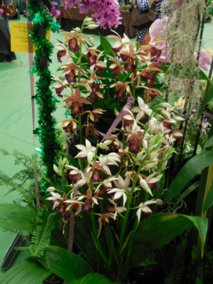 Phaius Tankerville, a terrestrial orchid