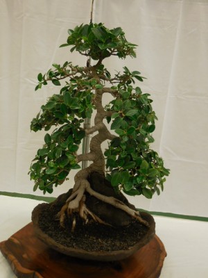 upright ficus