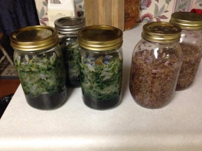 wisteria-redbud infusions.jpg