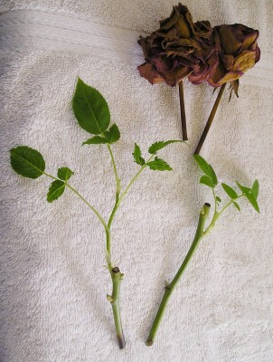 Rose Cutting 1.JPG