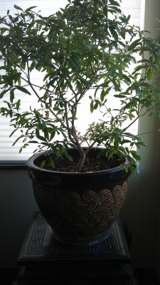 Dwarf Pomegranate Tree