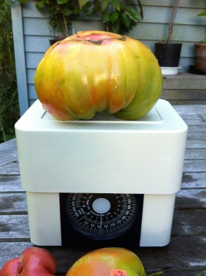 1st large fruit from NOT(?) Dwarf Emerald Giant on the scale when it was first harvested