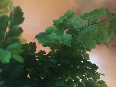 Maidenhair fern spots