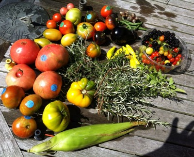 Compare the eggplant at top of the photo with solid antho Indigo Apple next to it