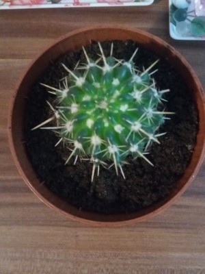 20160412_121956.jpg
