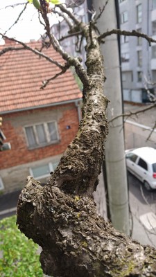 Bare branch (this spring -2016.)