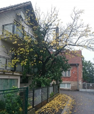 Apricot tree (last fall - 2015.).