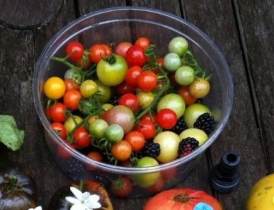 Larger round white cherry tomatoes are Snow White, small ones are Coyote. One orange Sun Sugar F3 at left. Small round red cherry tomatoes are Matt's Wild Cherry.