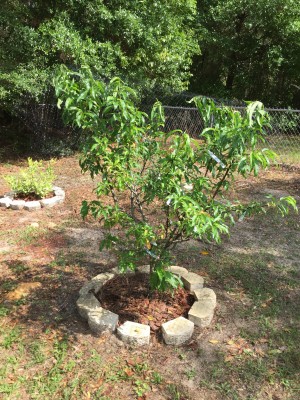 my small peach tree