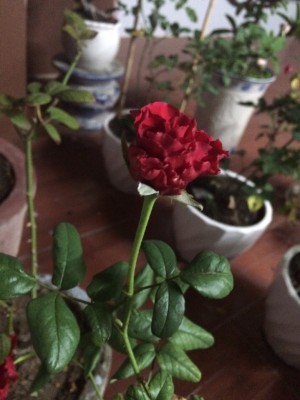 Vietnamese rose