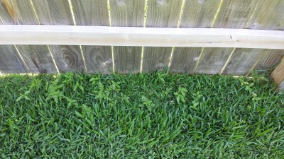 Along the Back Fence