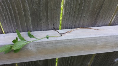 Type 1 Roots