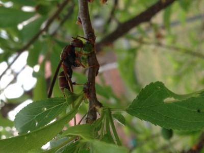 Wasp on the plum tree eating a caterpillar.