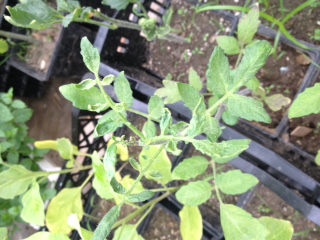 Sunkist tomato with curling/stiffening foliage