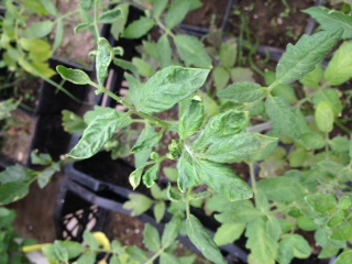 Sunkist tomato with curled up foliage