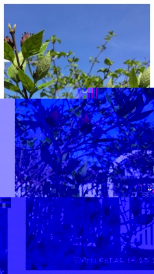 image.jpeg