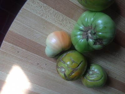 081113 - Tomato problem-1.jpg