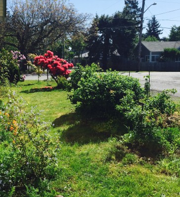 Honeyberries are on the right. Rhodies beyond are in full bloom. California Lilac and California Poppies are on the left. The picture doesn't look as nice as reality.