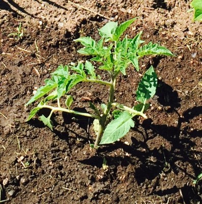 My one tomato plant - San Marzano heirloom - it is small, has a ways to go before the fruit is ready