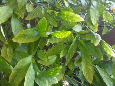 IMG00981-20130812-1012.jpg