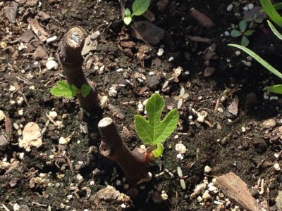 fig tree cuttings.jpg