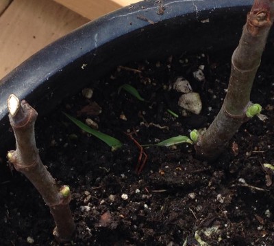 fig tree cuttings2.jpg