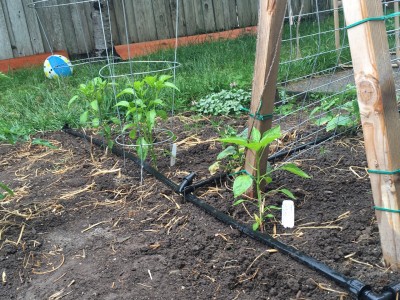 peppers1.jpg