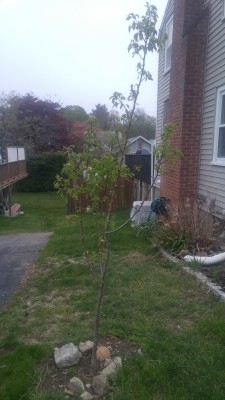 pear tree2.jpg