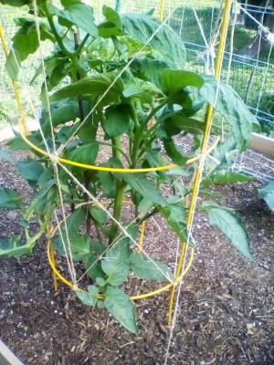 Tomato plant