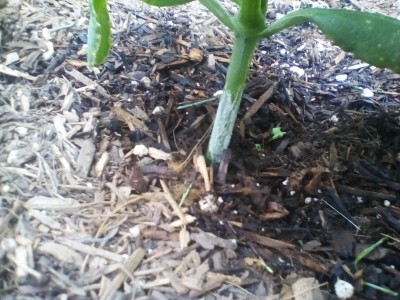 Cucumber* anyone know what that whiteness at base is?  I just spotted it when I was inspecting garden.