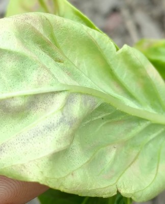 Basil underside.jpg