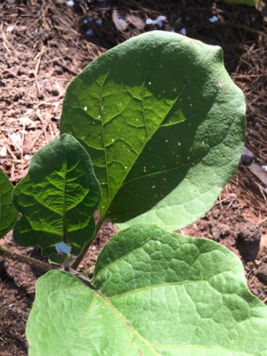 Flea beetle evidence on egg plant