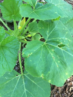 One of the in ground yellow squash plants