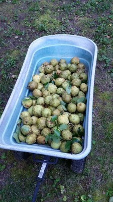 These were literally only a hand full of the pears we picked.