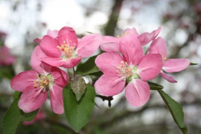 close up of the blooms