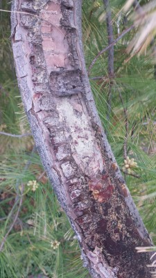 top &quot;messed up&quot; bark