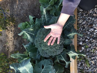 My wife hand over the broccoli we grew last year directly in the raised bed garden, from seedling.