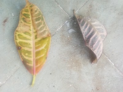 Dried Leaves - 1